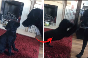 【200万再生オーバー】愛犬が新しくお迎えした子犬と初対面。じっと見つめ合っていましたが、しびれを切らした子犬がさっそく遊びに誘います！