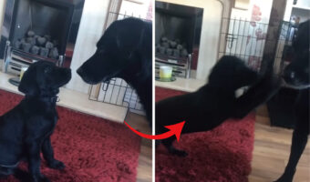 【200万再生オーバー】愛犬が新しくお迎えした子犬と初対面。じっと見つめ合っていましたが、しびれを切らした子犬がさっそく遊びに誘います！