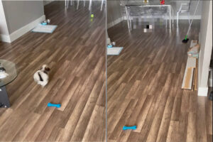 楽しくボール遊びをしていたら・・。愛犬がボールを追いかけていったら、ショックなハプニングが起きてしょげてしまいました【アメリカ・動画】
