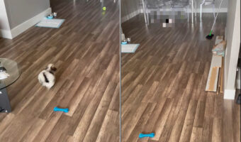 楽しくボール遊びをしていたら・・。愛犬がボールを追いかけていったら、ショックなハプニングが起きてしょげてしまいました【アメリカ・動画】