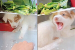 「だってお外暑いんだもん！」頑なな態度に飼い主さんもお手上げ！子犬はヒンヤリしている冷蔵庫の中から絶対に出たくない！！【海外・動画】