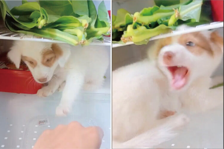 「だってお外暑いんだもん！」頑なな態度に飼い主さんもお手上げ！子犬はヒンヤリしている冷蔵庫の中から絶対に出たくない！！【海外・動画】