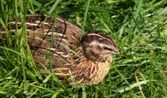 卵が食用にされる家禽の「ウズラ」。その寿命はどのくらい?飼育されるようになったのは日本発!?