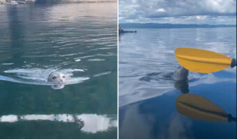 アザラシの赤ちゃんがカヤックに向かって泳いできた！！何をするのかと思ったら・・、驚きの行動に出てきましたよ！【海外・動画】