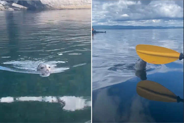 アザラシの赤ちゃんがカヤックに向かって泳いできた！！何をするのかと思ったら・・、驚きの行動に出てきましたよ！【海外・動画】