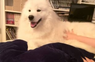 撫でるのを止めると真顔になっちゃうサモエドが可愛すぎる！「撫でるのを再開すると、すぐに笑顔になるのがたまらない」