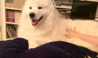 撫でるのを止めると真顔になっちゃうサモエドが可愛すぎる!「撫でるのを再開すると、すぐに笑顔になるのがたまらない」