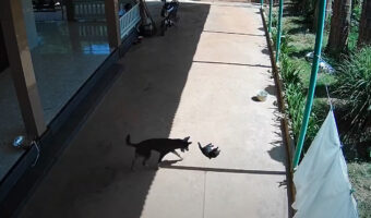 軒先で日向ぼっこを楽しむ猫。そこに犬がやってきて・・、一緒に遊ぼうと誘うのかと思いきやトンデモナイ行動に出ました!!【海外・動画】