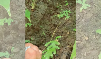 ここにクモの巣があるのですが、どこにあるか分かりますか?コスタリカの山肌で撮影者さんもガイドさんに教えてもらった秘密にビックリ!!