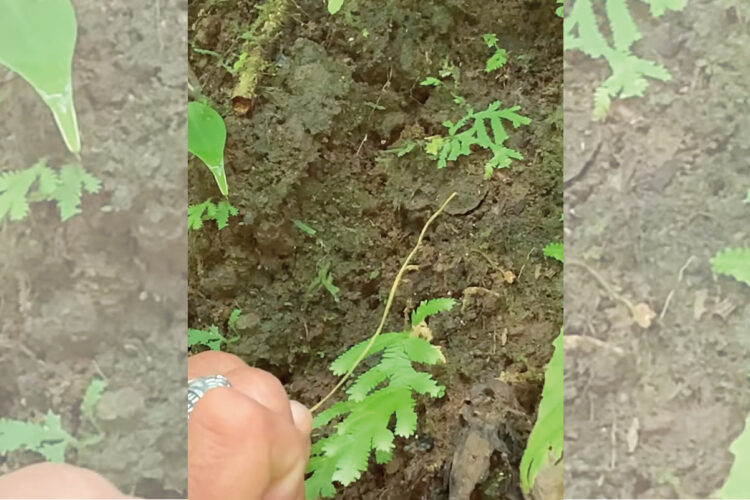 ここにクモの巣があるのですが、どこにあるか分かりますか？コスタリカの山肌で撮影者さんもガイドさんに教えてもらった秘密にビックリ！！