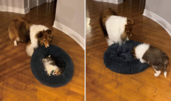 ベッドでくつろぐ子犬と遊びたいシェットランド・シープドッグ。とてもパワフルな起こ仕方をしますが、子犬のマイペースっぷりの勝利?