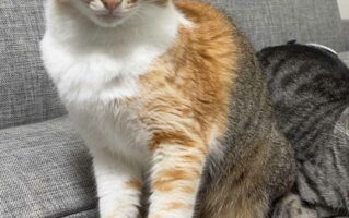 100均で『猫用サングラス』を買ったら、あまりにも似合いすぎて笑ってしまった！愛猫家は今すぐ100均に急げ！！