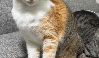 100均で『猫用サングラス』を買ったら、あまりにも似合いすぎて笑ってしまった!愛猫家は今すぐ100均に急げ!!