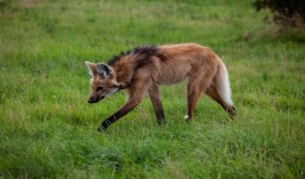 名前はオオカミ、姿はキツネ似の「タテガミオオカミ」とはどんな動物??