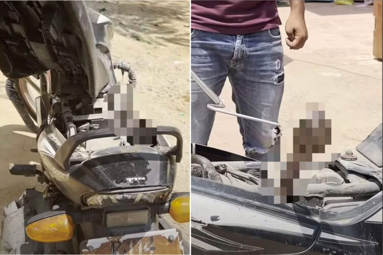 ドライブがしたかったの？バイクのシートの中に侵入していたのは、まさかの『危険なあの生き物』でした！！【海外・動画】