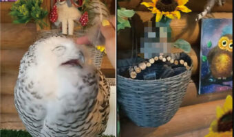 飼い主さんに顔をナデナデしてもらい、うっとり夢見心地のフクロウ。そのやりとりを、じっとにらみつけるように見つめる子が・・【動画】