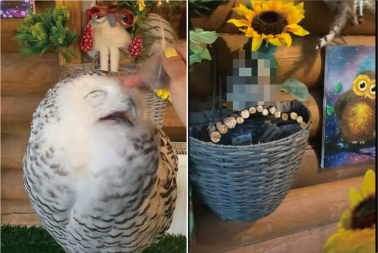 飼い主さんに顔をナデナデしてもらい、うっとり夢見心地のフクロウ。そのやりとりを、じっとにらみつけるように見つめる子が・・【動画】