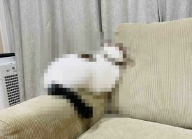 飼い主が育児で忙しく「撫で撫でしてー！」を無視され拗ねてしまった猫が可愛すぎる！「ものすごーく分かりやすい拗ね方してますね」