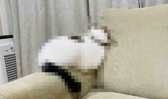 飼い主が育児で忙しく「撫で撫でしてー!」を無視され拗ねてしまった猫が可愛すぎる!「ものすごーく分かりやすい拗ね方してますね」