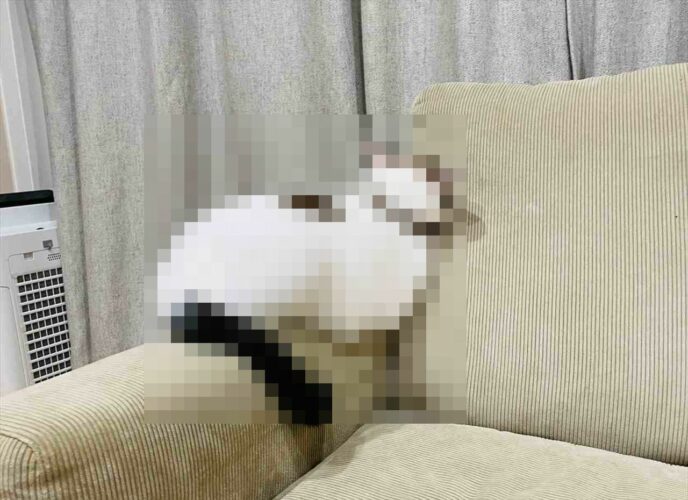 飼い主が育児で忙しく「撫で撫でしてー！」を無視され拗ねてしまった猫が可愛すぎる！「ものすごーく分かりやすい拗ね方してますね」