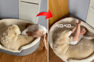 犬用ベッドに転がり込む赤ちゃん。すると、愛犬はすんなり受け入れるかのような、優しくて愛情深い行動を見せてくれました【アメリカ・動画】