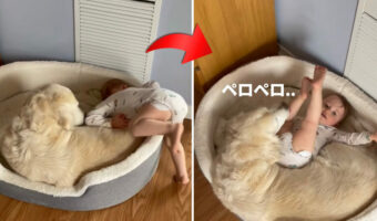 犬用ベッドに転がり込む赤ちゃん。すると、愛犬はすんなり受け入れるかのような、優しくて愛情深い行動を見せてくれました【アメリカ・動画】