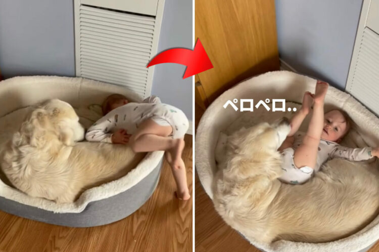 犬用ベッドに転がり込む赤ちゃん。すると、愛犬はすんなり受け入れるかのような、優しくて愛情深い行動を見せてくれました【アメリカ・動画】
