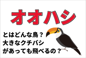「オオハシ」のクチバシはなぜ大きいの？そのサイズでなんでちゃんと飛べるの？？