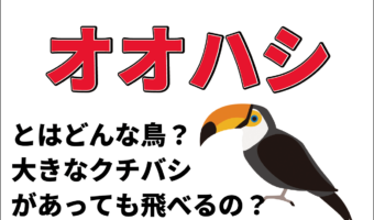 「オオハシ」のクチバシはなぜ大きいの?そのサイズでなんでちゃんと飛べるの??