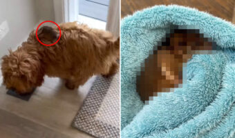 子犬が外から連れてきた小さなお客さん。フワフワしたその子は、オーストラリアに生息する『ある動物の赤ちゃん』でした!!【海外・動画】