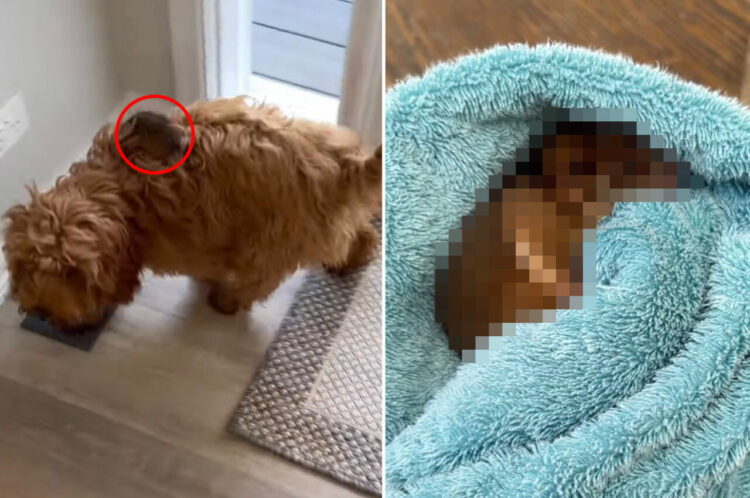 子犬が外から連れてきた小さなお客さん。フワフワしたその子は、オーストラリアに生息する『ある動物の赤ちゃん』でした！！【海外・動画】