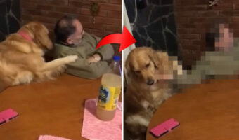 パパさんにかまって欲しいゴールデンレトリバー。甘えん坊なのか、愛らしい方法でナデナデのおねだりをしています【海外・動画】