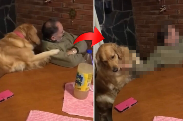 パパさんにかまって欲しいゴールデンレトリバー。甘えん坊なのか、愛らしい方法でナデナデのおねだりをしています【海外・動画】