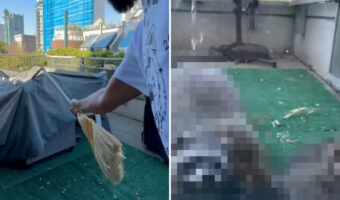 バルコニーに置いていた家具がいつの間にか『ある動物の一家』のお家になってた！？家具を覆うカバーの下から出てきたその動物とは！？