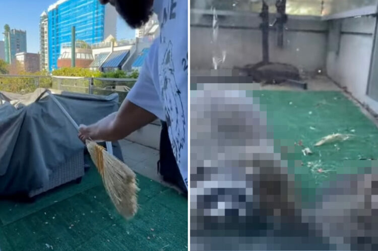 バルコニーに置いていた家具がいつの間にか『ある動物の一家』のお家になってた！？家具を覆うカバーの下から出てきたその動物とは！？