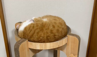 決定的瞬間！ネコちゃんが開花する様子をとらえた映像がTwitterで話題！ご覧くださいこれが開花の瞬間です！