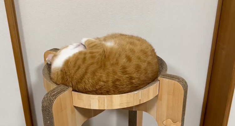 決定的瞬間！ネコちゃんが開花する様子をとらえた映像がTwitterで話題！ご覧くださいこれが開花の瞬間です！