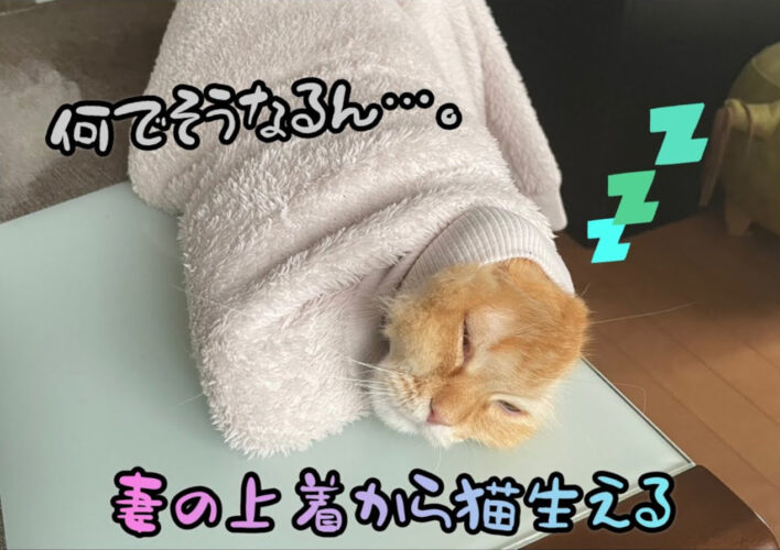 「仕事に行こうとしたら上着から猫が生えてた」可愛いけれど謎な状況に爆笑！