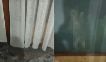 道端で出会った迷子の子猫に食事を与えた女性。助けられた子猫の大胆な行動が、ふたりを家族にしました！【海外・動画】