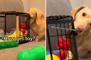 箱からオモチャを取りたいのに、なかなか取れないダックスフンド。単純な理由に気付いていないこの子は慌てん坊？それとも天然？