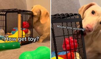箱からオモチャを取りたいのに、なかなか取れないダックスフンド。単純な理由に気付いていないこの子は慌てん坊？それとも天然？