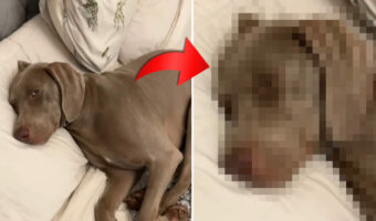 飼い主さんのベッドで横になっている犬。「それは私のよ」と指摘されると・・、都合の悪い状況から逃れようと『ある行動』に!!【海外・動画】