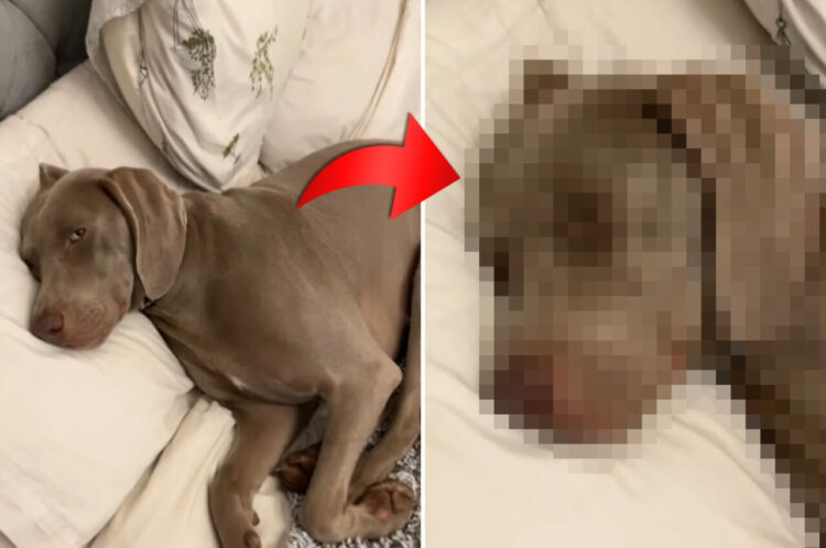 飼い主さんのベッドで横になっている犬。「それは私のよ」と指摘されると・・、都合の悪い状況から逃れようと『ある行動』に！！【海外・動画】