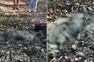 ド派手に泥遊びを楽しむ犬。他の犬も引くほど豪快にはっちゃける姿は、もはや清々しいレベルでした！！【海外・動画】