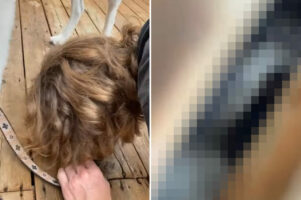 デッキの下にアライグマが隠れている！？その姿を、カメラで撮影しようと隙間から覗きこんでみたらビックリな事態に！！【海外・動画】