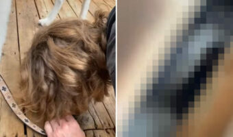 デッキの下にアライグマが隠れている!?その姿を、カメラで撮影しようと隙間から覗きこんでみたらビックリな事態に!!【海外・動画】