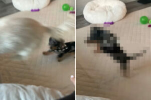 ダックスフンドの子犬もソファに飛び乗りたい！他の子は上手に飛び乗りますが・・、幼いこの子にはとても難しいことでした！！【海外・動画】