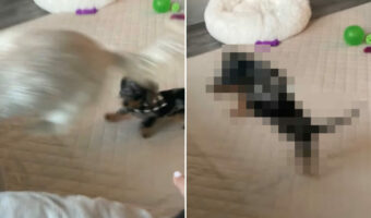ダックスフンドの子犬もソファに飛び乗りたい!他の子は上手に飛び乗りますが・・、幼いこの子にはとても難しいことでした!!【海外・動画】