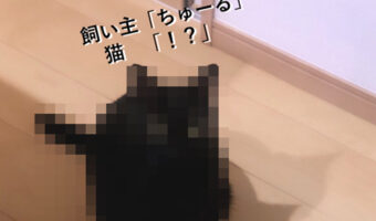 完全に人間の言葉を理解していることがよくわかる!会話で「ちゅーる」とうっかり出した時の愛猫の反応がかわいい