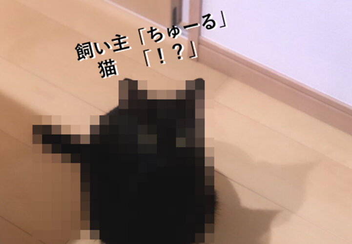 完全に人間の言葉を理解していることがよくわかる！会話で「ちゅーる」とうっかり出した時の愛猫の反応がかわいい